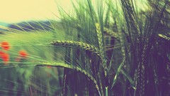 Nature summer wheat fields