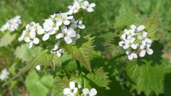 Nature summer white flowers