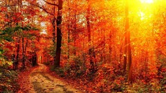 Nature sun autumn paths sunlight forests