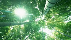 Nature sun bamboo sunlight sun flare worms eye view