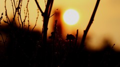 Nature sun branches Plants silhouettes