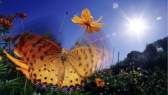 Nature sun Butterflies insects