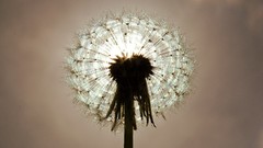 Nature sun dandelions Parks romania