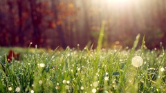 Nature sun grass lens