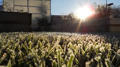 Nature sun ice Plants sunlight