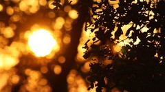 Nature sun leaves bokeh