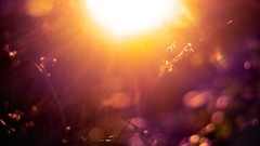 Nature sun light Plants