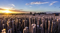 Nature sun light wheat sunny multicolor plains
