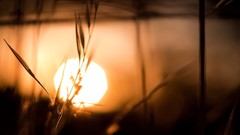 Nature sun macro depth