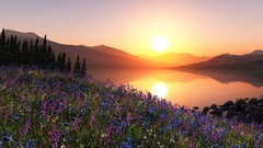 Nature sun Mountains purple flowers chamomile reflections 
