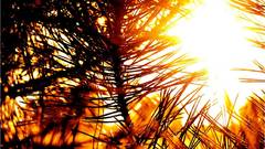 Nature sun picture here pine took