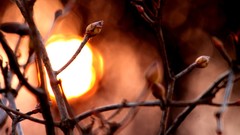 Nature sun Plants bokeh blurred background depth of field