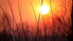 Nature sun Plants silhouettes
