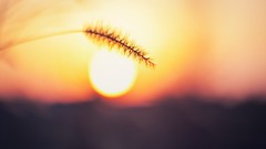Nature sun Plants silhouettes depth of field