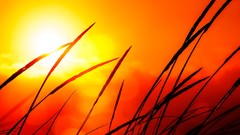 Nature sun Plants silhouettes golden sunlight