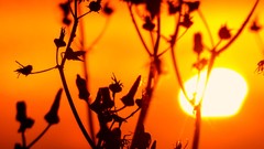 Nature sun Plants silhouettes sunlight somerset