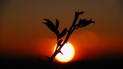 Nature sun Plants silhouettes thrones