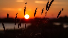 Nature sun Plants spikelets silhouettes bokeh