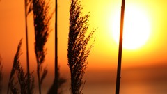 Nature sun silhouettes