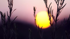 Nature sun silhouettes bokeh