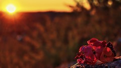 Nature sun summer abstract