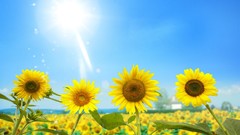 Nature sun Sunflowers sunlight blue skies