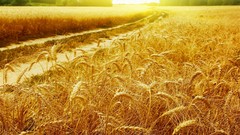 Nature sun wheat fields
