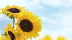Nature Sunflowers