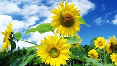 Nature Sunflowers