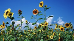 Nature Sunflowers