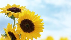Nature Sunflowers