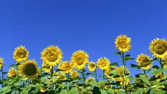 Nature Sunflowers