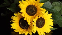 Nature Sunflowers