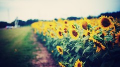 Nature Sunflowers colored