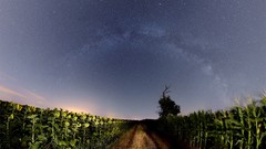 Nature Sunflowers farm Milky Way skies skyscapes
