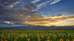 Nature Sunflowers fields