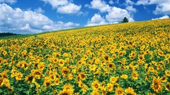 Nature Sunflowers fields