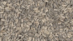 Nature Sunflowers food seeds