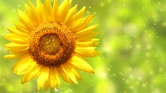 Nature Sunflowers Green sparks artistic