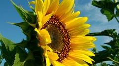 Nature Sunflowers Green yellow flowers blue skies