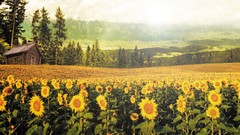 Nature Sunflowers hills sunny