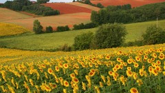 Nature Sunflowers Landscapes