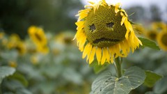 Nature Sunflowers sad