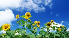 Nature Sunflowers yellow flowers