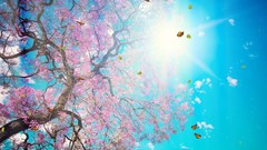 Nature sunlight blue skies