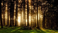 Nature sunlight forests