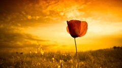 nature sunlight landscape red flowers Flowers Plants