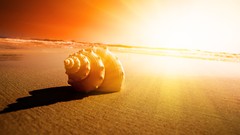 Nature sunlight seashells Sea