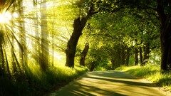 nature sunlight Trees road landscape sun rays Green
