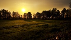 nature sunset landscape sun Trees